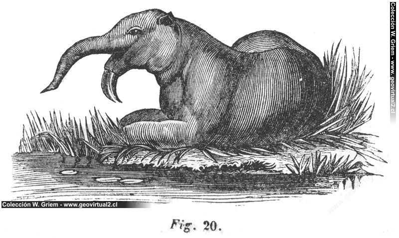 Dinotherium o Deinotherium de Hartmann (1843)