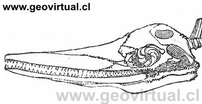 Ichtyosauro