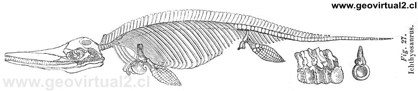 Ichthyosauro o ictiosauros de Hartmann 1843