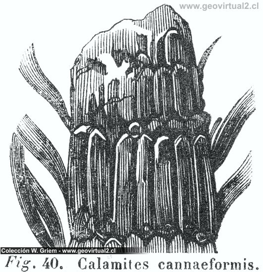 Calamites de Hartmann (1843)