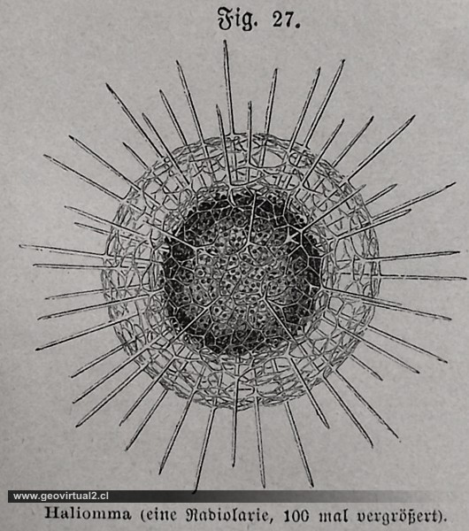 Haliomma, una radiolaria de Krümmel