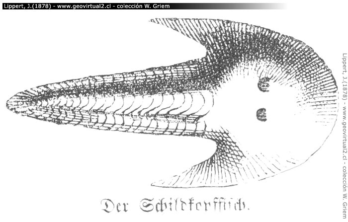 Cephalaspis Lyelli publicado en J. Lippert