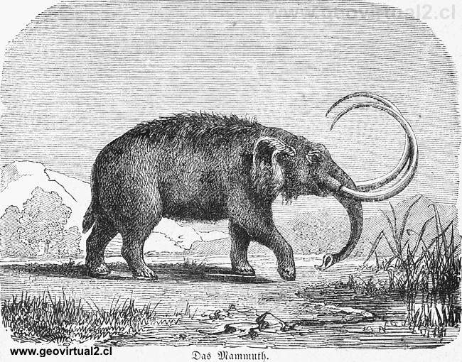 Mamut de Lippert 1878
