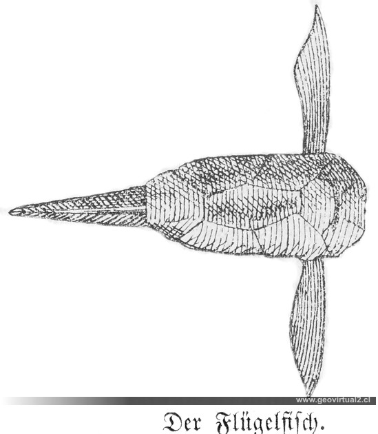 Pterichthys