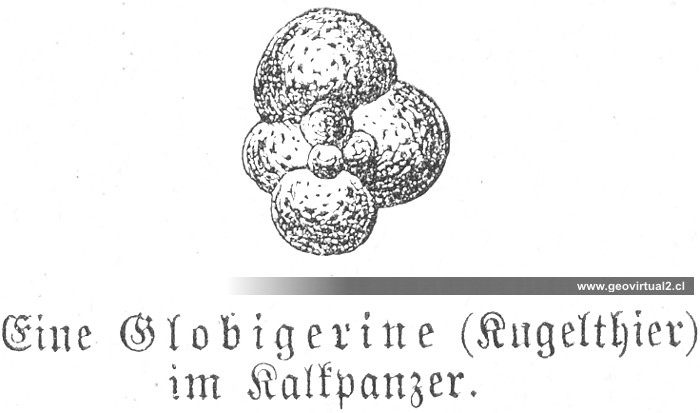 Lippert: Globigerina