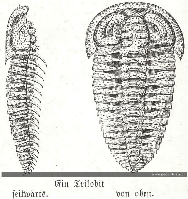 Lippert, Trilobites