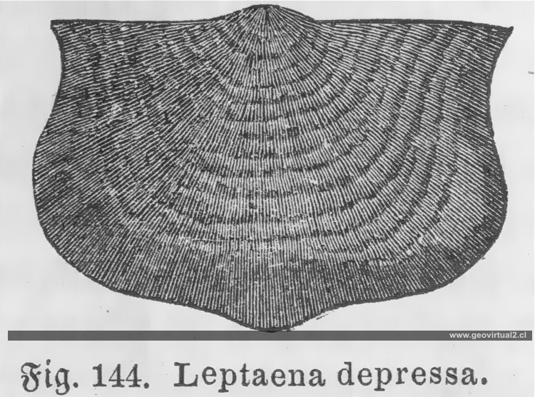 Leptaena