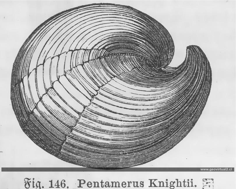 Pentamerus Knightii (Ludwig, 1861)