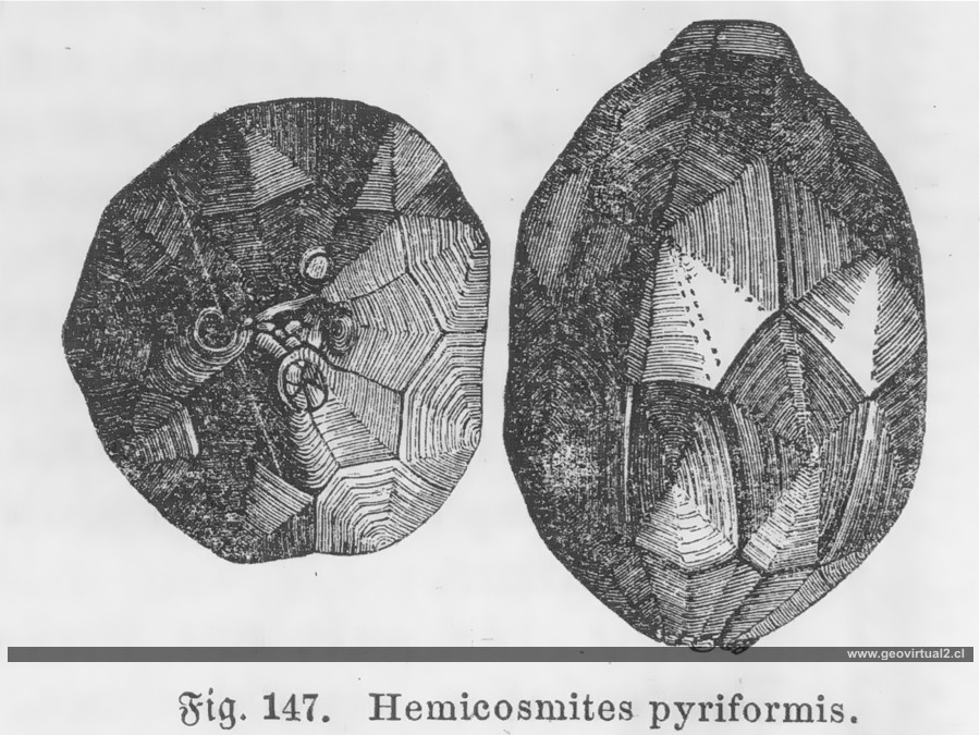 Hemicosmites pyriformis (Ludwig, 1861)