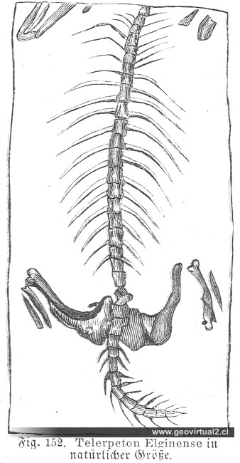 Telerpeton (Ludwig, 1861)