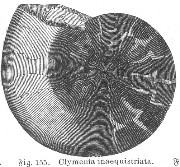 Clymenia inaequistriata - Ludwig (1861)