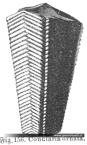 Conularia Ornata (Ludwig, 1861)