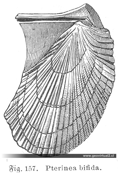 Ludwig, 1861: Pterinea bifida