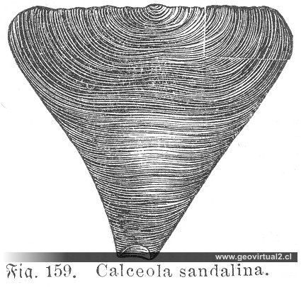 Calceola