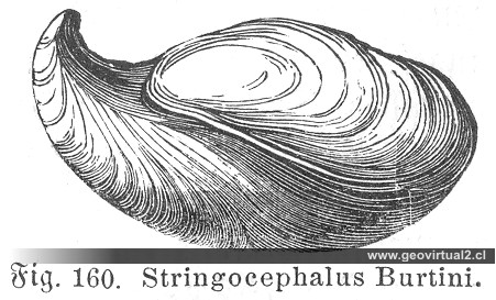 Ludwig, 1861: Stringocephalus burtini