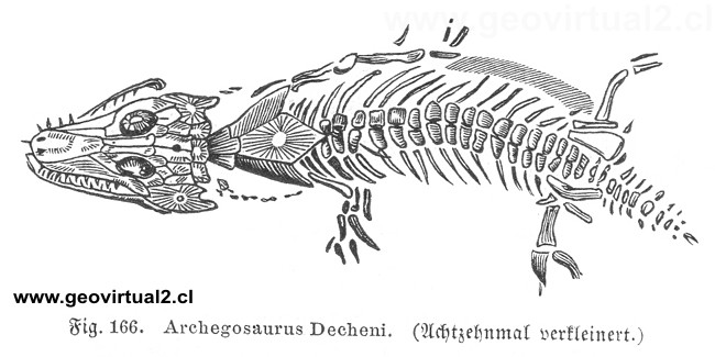 Archegosaurus, pertenecen a  los "Temnospondyli" de Ludwig (1861)