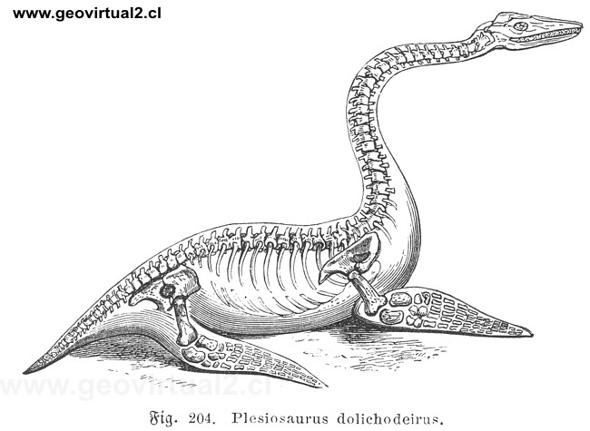 Plesiosaurus dolichodeirus; Ludwig 1861