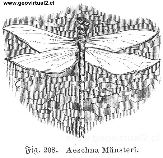 Aeschna Münsteri de Rudolph Ludwig (1861)