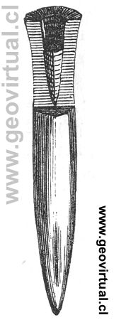 Rudolph Ludwig (1861): Belemnites