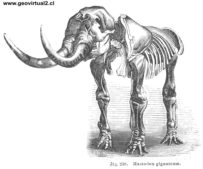 Mastodon gigante (Rudolph Ludwig, 1861)
