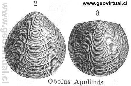 Obolus Apollinis en Neumayr 1897