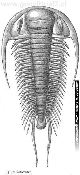 Trilobite: Paradoxides de Neumayr 1897