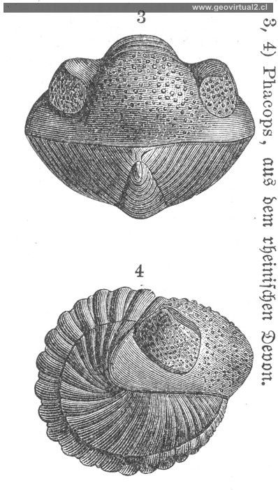 Trilobite: Phacops de Neumayr 1897