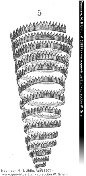 Monograptus turriculatus de Neumayr 1897