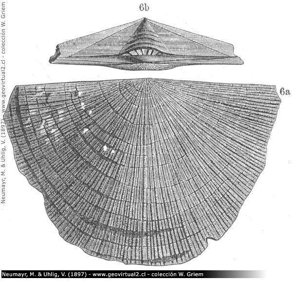 Streptorhynchus umbraculum de Neumayr, 1897