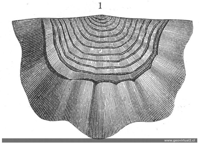 Strophomena rhomboidalis de Davidson cit. en Neumayr 1897 
