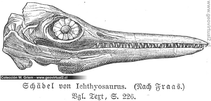 Ichthyosaurus de Fraas