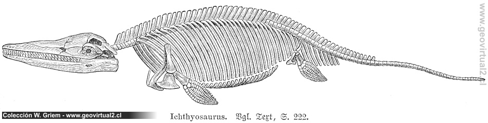 Ichthyosaurus de Fraas