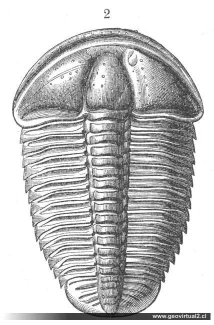 M. Neumayr (1897): Conocephalus, trilobite - hoy día Conocephalites