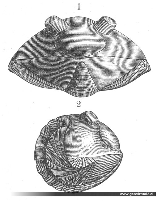 Asaphus de M. Neumayr: Un trilobite