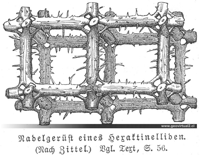 Estructura de una esponja de Neumayr, 1897