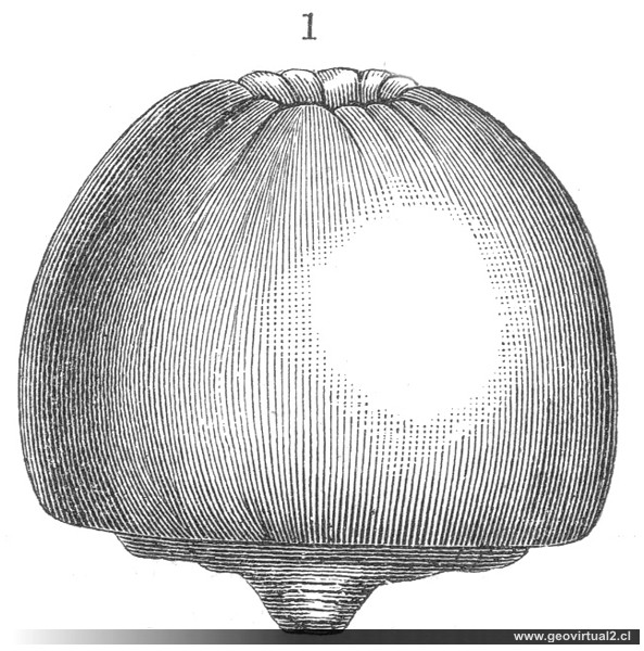 Aulocopium aurantium de Neumayr & Uhlig