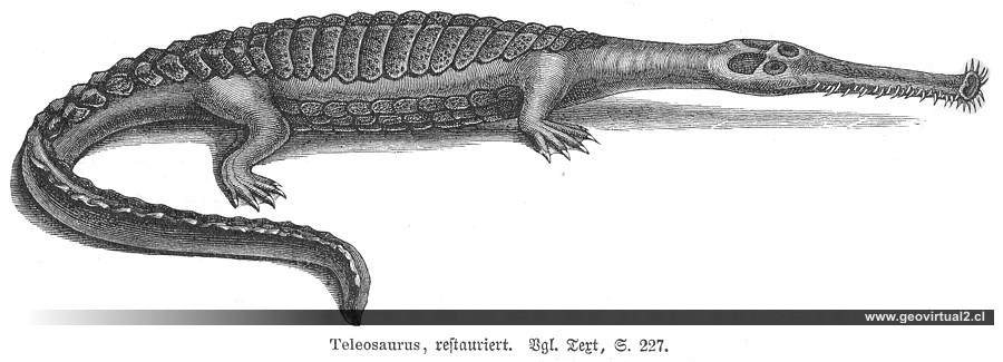 Neumayr: Teleosaurus