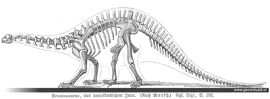 Brontosauros, Apatosaurus 