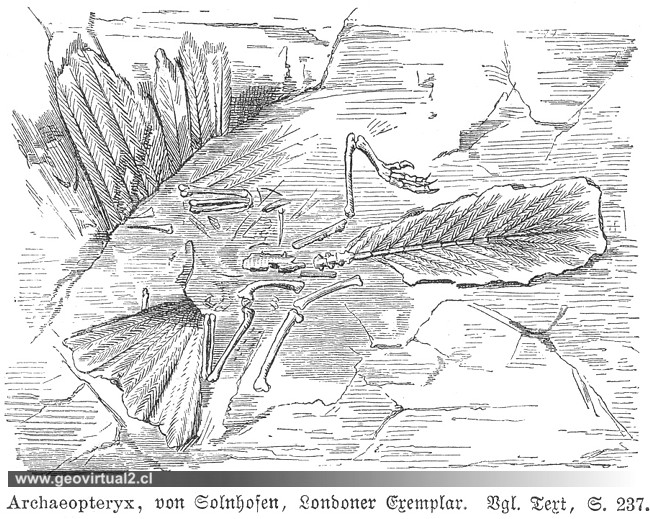 Archaeopteryx