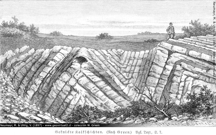 Neumayr & Uhlig (1897): Geknickte Kalkschichten