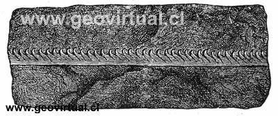 graptolites - fósil