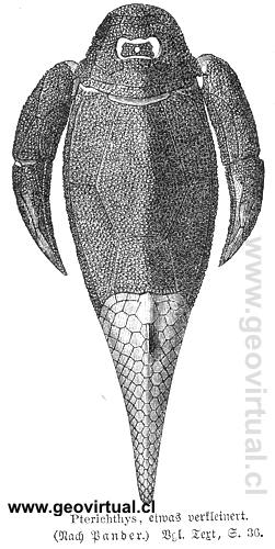 Pterichthys un placodermi (Neumayr, 1897)