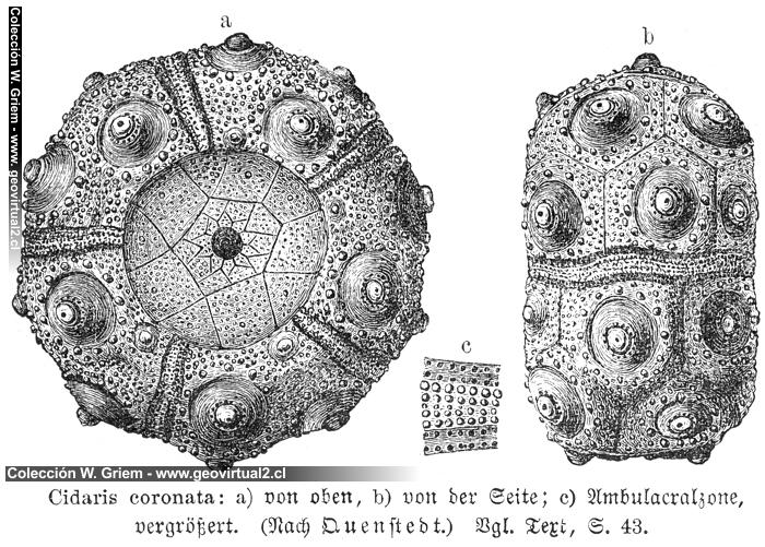 Cnidaris coronata