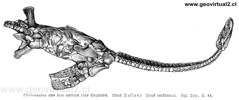 Plesiosaurus de Neumayr / Uhlig (1897)