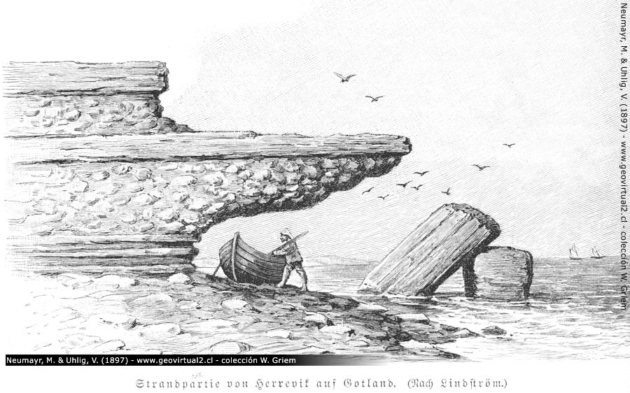 Neumayr & Uhlig (1897): Küstenerosion in Gotland - Unterspülung