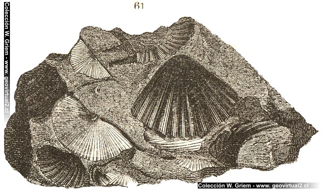 Tipos de fósiles - impressión