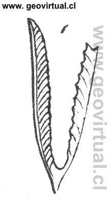 graptolites Prionotus geminus
