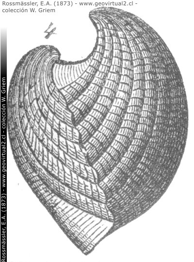 Un braquiópodo del paleozoico: Spirifer undiferus