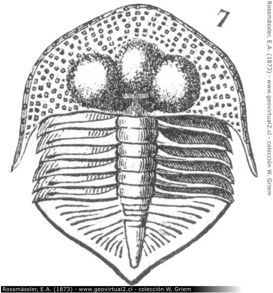 Un trilobite: Trinuclens Caractaci 