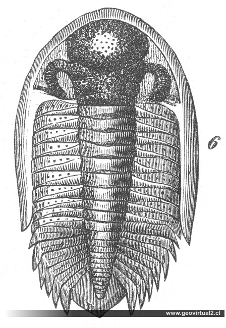 Trilobites: Pleuracanthus laciniatus
